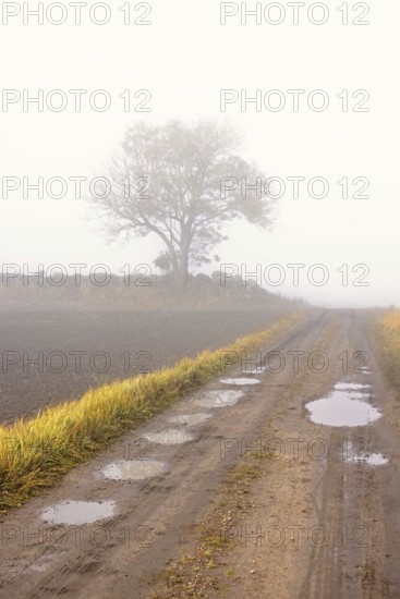 Dirt road with potholes on a foggy day in the countryside by a field with a single tree by a stone wall