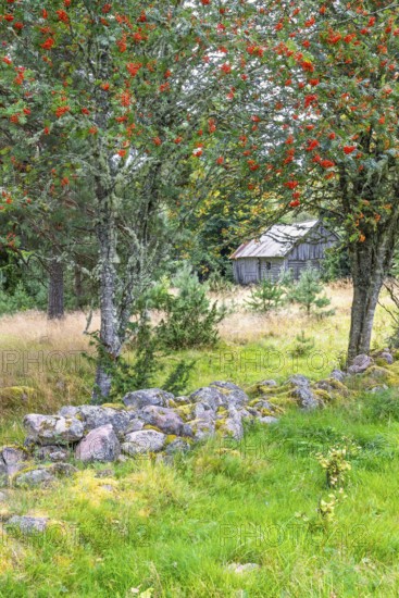 Abandoned wooden barn in a forest with red berries on Rowan trees and a stone wall in an old cultural landscape, Sweden