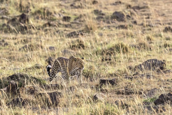 Leopard (Panthera pardus) walking in the grass on the savanna, Narok, Maasai Mara National Reserve, Kenya