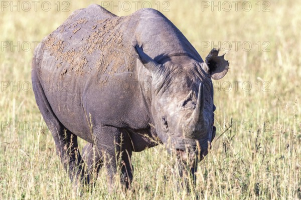 Black rhinoceros (Diceros bicornis) grazing on the grass savanna, Narok, Maasai Mara National Reserve, Kenya