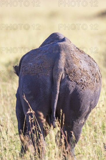 Black rhinoceros (Diceros bicornis) walking on a grass savanna from behind, Narok, Maasai Mara National Reserve, Kenya