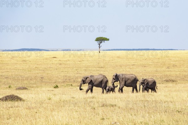 Elephant (Loxodonta africana) family with young calves walking on the African grass savannah with a single tree in the horizon, Narok, Maasai Mara National Reserve, Kenya