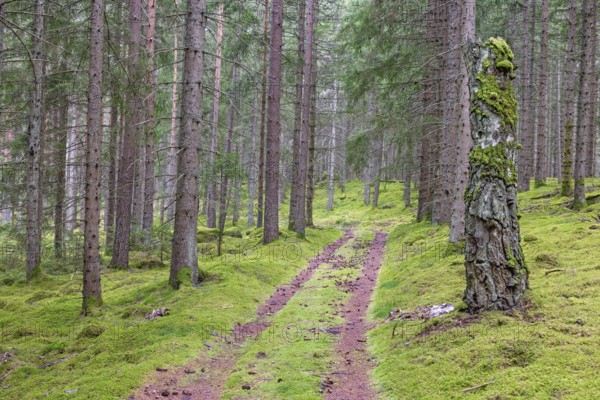 Dirt road in a spruce forest with green moss covered the ground