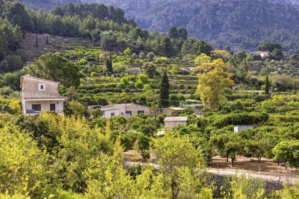 Farmhouse in a fruit orchard with lush green foliage in a mountain valley a sunny summer day in the countryside, Mallorca, Spain