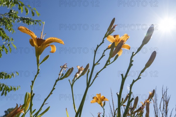 Blooming lilies (Lilium), orange flowers, frog perspective in front of a blue sky, backlight, North Rhine-Westphalia, Germany