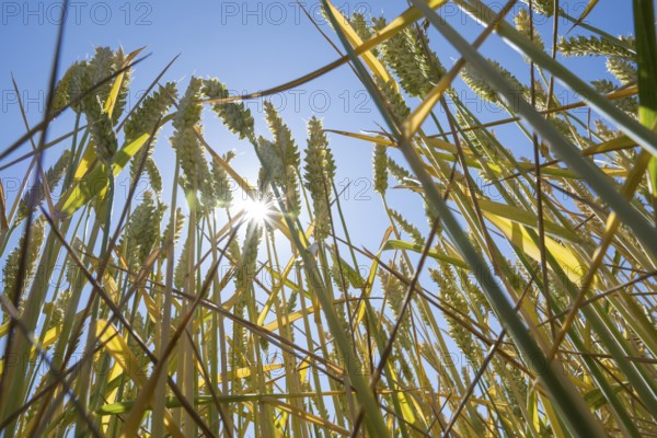 Wheat field (Triticum), frog perspective, sun star, backlight, North Rhine-Westphalia, Germany