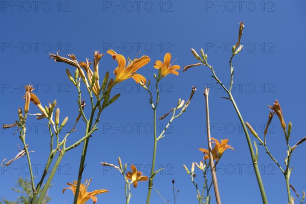 Blooming lilies (Lilium), orange flowers, frog perspective, in front of a blue sky, North Rhine-Westphalia, Germany