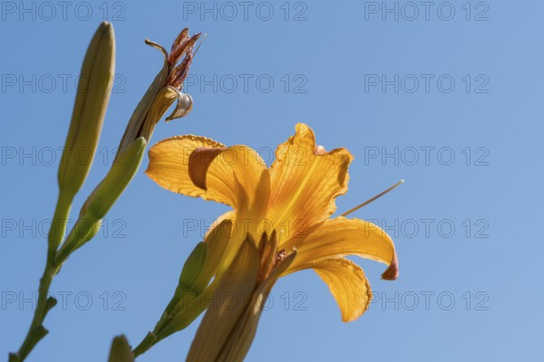 Blooming lily (Lilium), ornage, frog perspective in front of blue sky, close-up, North Rhine-Westphalia, Germany