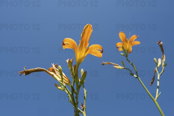 Blooming lilies (Lilium), orange flowers, frog perspective, in front of a blue sky, North Rhine-Westphalia, Germany