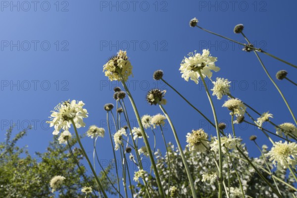 Large scale (Cephalaria gigantea), from below against blue sky, North Rhine-Westphalia, Germany
