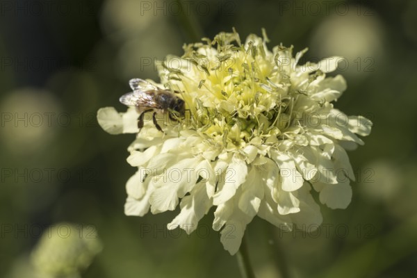 Cephalaria gigantea, single flower with bee, close-up, North Rhine-Westphalia, Germany