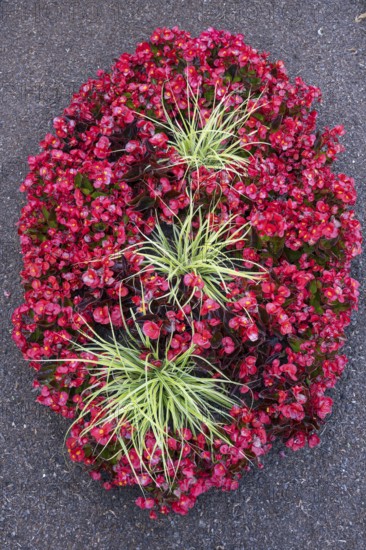 Ice begonias (Begonia x semperflorens-cultforum), Semperflorens begonias, oval bed, North Rhine-Westphalia, Germany