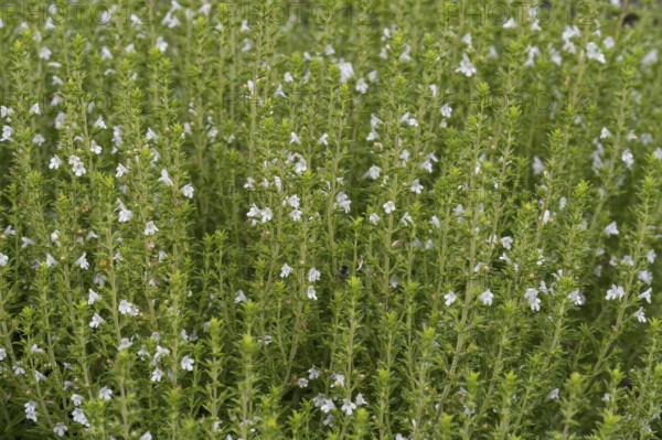 Flowering thyme (Thymus vulgaris), North Rhine-Westphalia, Germany