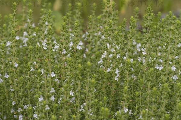 Flowering thyme (Thymus vulgaris), North Rhine-Westphalia, Germany