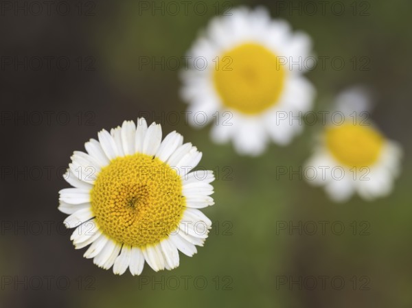 Chamomile (Matricaria chamomilla) flowers, close-up, from above, North Rhine-Westphalia, Germany