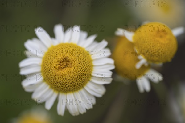 Chamomile (Matricaria chamomilla) flowers, close-up, from above, North Rhine-Westphalia, Germany