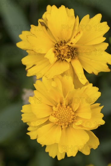 Large-flowered girl's eye (Coreopsis grandiflora), yellow flowers, close-up, North Rhine-Westphalia, Germany