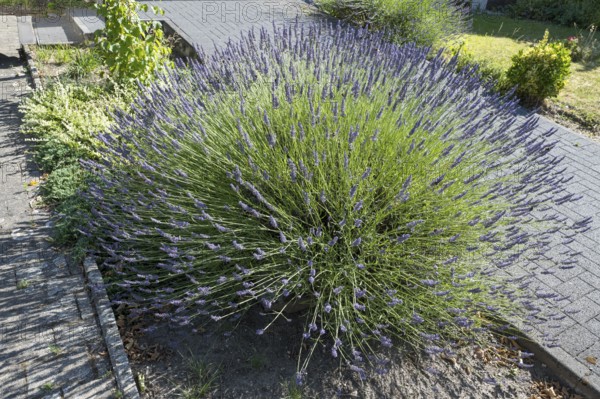 Flowering lavender (Lavendula), North Rhine-Westphalia, Germany