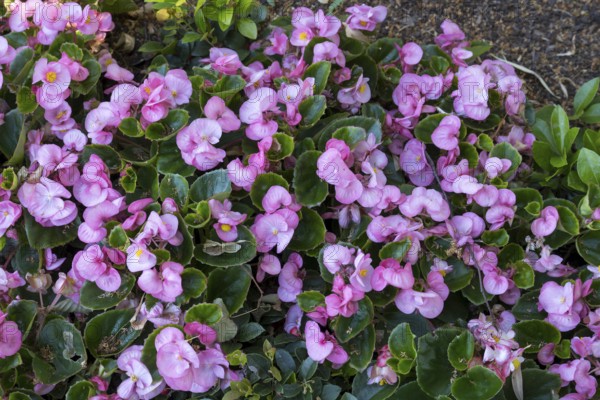 Ice begonias (Begonia x semperflorens-cultforum), Semperflorens begonias, North Rhine-Westphalia, Germany