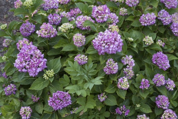 Hydrangea, bush with flowers, North Rhine-Westphalia, Germany