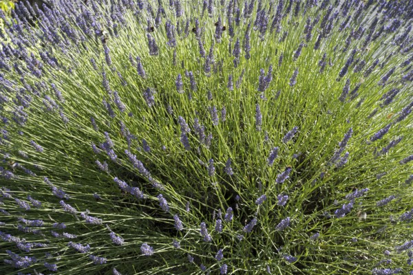 Blooming lavender (Lavendula), close-up, North Rhine-Westphalia, Germany