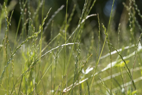 Blades of grass in a meadow, backlight, close-up, North Rhine-Westphalia, Germany