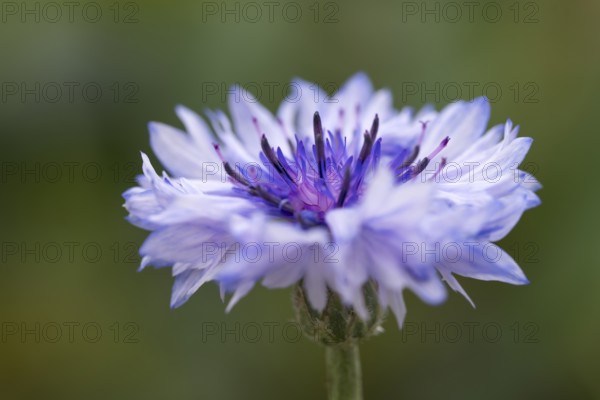 Cornflower (Centaurea cyanus), single flower, close-up, North Rhine-Westphalia, Germany