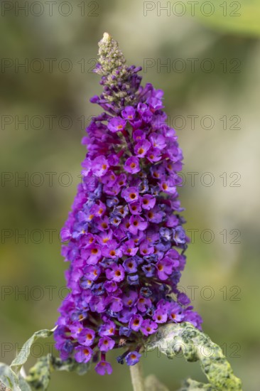 Summer lilac (Buddleja davidii), butterfly bush, purple flowers, close-up, North Rhine-Westphalia, Germany