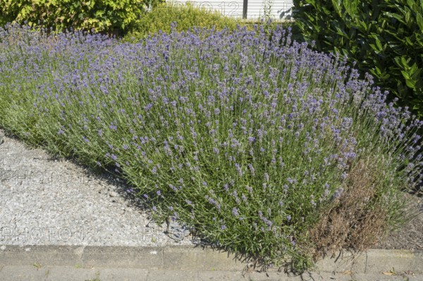 Flowering lavender (Lavendula), North Rhine-Westphalia, Germany