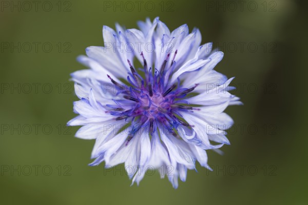 Cornflower (Centaurea cyanus) single flower, close-up, North Rhine-Westphalia, Germany