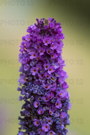 Summer lilac (Buddleja davidii), butterfly bush, blooming, purple flowers, close-up, North Rhine-Westphalia, Germany