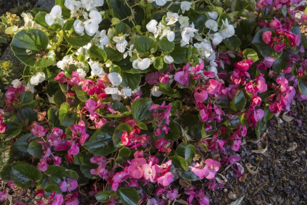 Ice begonias (Begonia x semperflorens-cultforum), Semperflorens begonias, North Rhine-Westphalia, Germany
