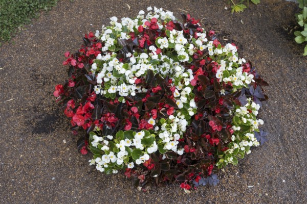 Ice begonias (Begonia x semperflorens-cultforum), Semperflorens begonias, round bed, North Rhine-Westphalia, Germany