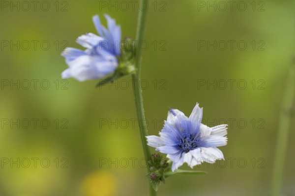 Chicory (Cichorium intybus), two flowers, close-up, North Rhine-Westphalia, Germany