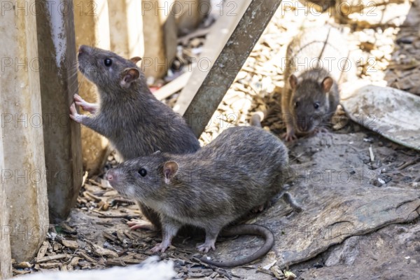 Many cities have a rat problem. The state capital Stuttgart sees itself as a model municipality for rat management. Symbolic photo. Rats on a rubbish container at Stuttgart Central Station, Baden-Württemberg, Germany