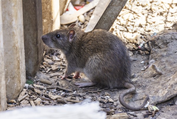 Many cities have a rat problem. The state capital Stuttgart sees itself as a model municipality for rat management. Symbolic photo. Rats on a rubbish container at Stuttgart Central Station, Baden-Württemberg, Germany