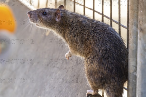 Many cities have a rat problem. The state capital Stuttgart sees itself as a model municipality for rat management. Symbolic photo. Rats on a rubbish container at Stuttgart Central Station, Baden-Württemberg, Germany