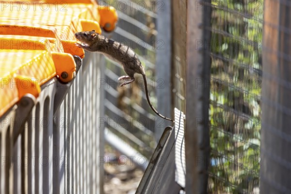 Many cities have a rat problem. The state capital Stuttgart sees itself as a model municipality for rat management. Symbolic photo. Rats on a rubbish container at Stuttgart Central Station, Baden-Württemberg, Germany