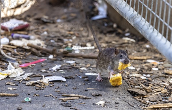 Many cities have a rat problem. The state capital Stuttgart sees itself as a model municipality for rat management. Symbolic photo. Rats on a rubbish container at Stuttgart Central Station, Baden-Württemberg, Germany