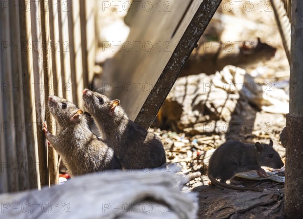 Many cities have a rat problem. The state capital Stuttgart sees itself as a model municipality for rat management. Symbolic photo. Rats on a rubbish container at Stuttgart Central Station, Baden-Württemberg, Germany