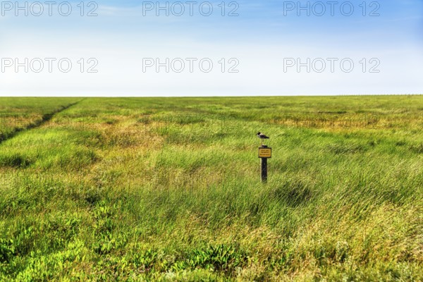 Breeding area, resting area, salt marsh with sign, please do not enter, wading bird, Westerhever, Eiderstedt, North Frisia, Schleswig-Holstein, Germany