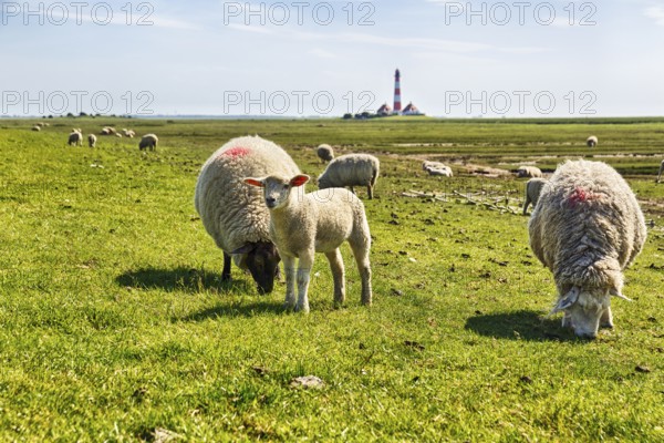 Sheep grazing, Westerheversand lighthouse on the horizon, haze, Westerhever, Eiderstedt, North Frisia, Schleswig-Holstein, Germany
