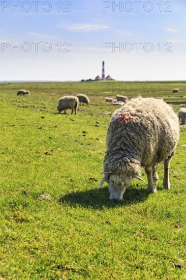 Sheep grazing, Westerheversand lighthouse on the horizon, haze, Westerhever, Eiderstedt, North Frisia, Schleswig-Holstein, Germany