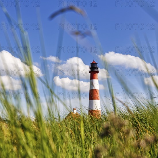 View through grasses to lighthouse Westerheversand, Westerhever, Eiderstedt, Nordfriesland, Schleswig-Holstein, Germany