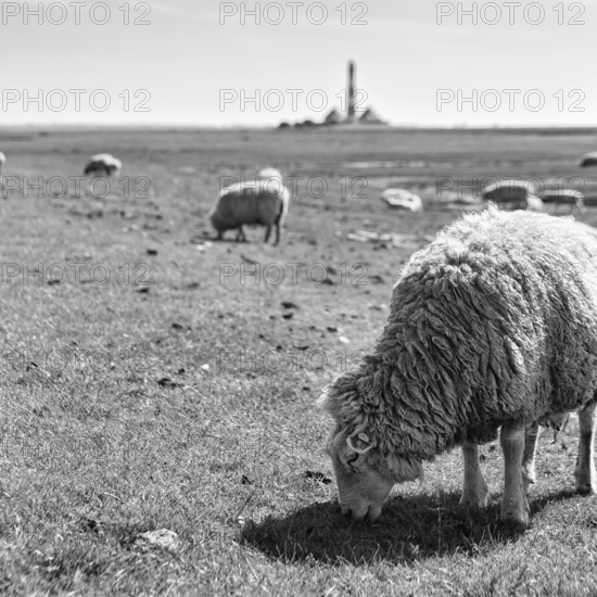 Sheep grazing, Westerheversand lighthouse on the horizon, monochrome, Westerhever, Eiderstedt, North Frisia, Schleswig-Holstein, Germany