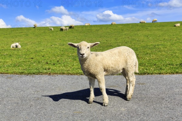 Curious sheep on the dyke, Westerhever, Eiderstedt, North Frisia, Schleswig-Holstein, Germany