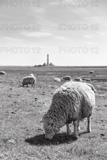 Sheep grazing, Westerheversand lighthouse on the horizon, monochrome, Westerhever, Eiderstedt, North Frisia, Schleswig-Holstein, Germany