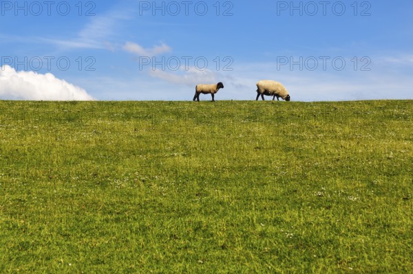Two sheep grazing on dike, Cumulus, Westerhever, Eiderstedt, Nordfriesland, Schleswig-Holstein, Germany
