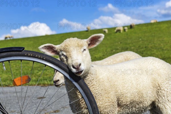 Confident sheep on a cycle tour along the dyke, Westerhever, Eiderstedt, North Frisia, Schleswig-Holstein, Germany