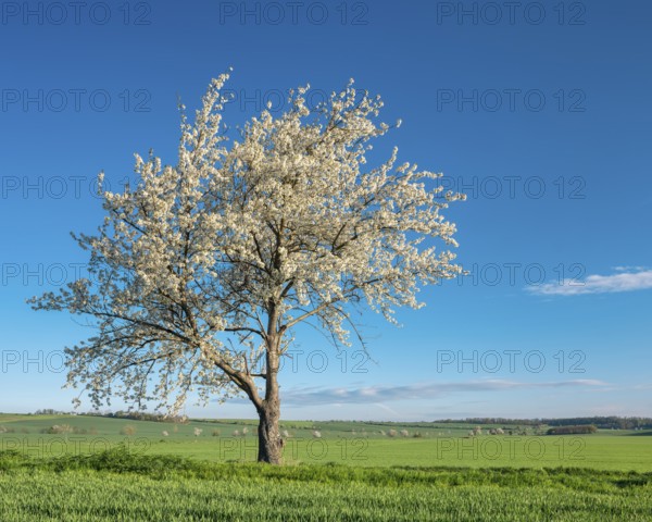 Field landscape in spring, blossoming cherry trees in the middle of green fields under a blue sky, Freyburg (Unstrut), Burgenlandkreis, Saxony-Anhalt, Germany